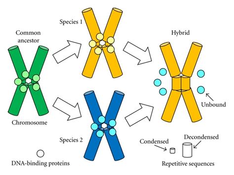 A hybrid sterility and inviability model based on chromatin evolution ...