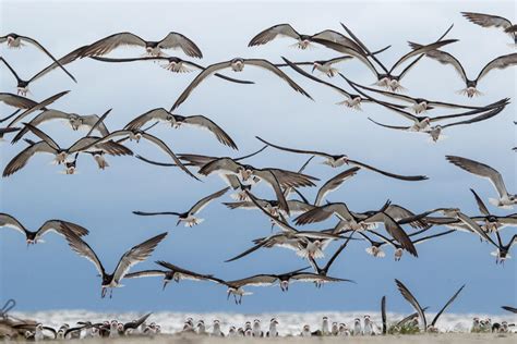 Coastal Nesting Recap: First for Skimmers, Record Volunteering, Crab ...