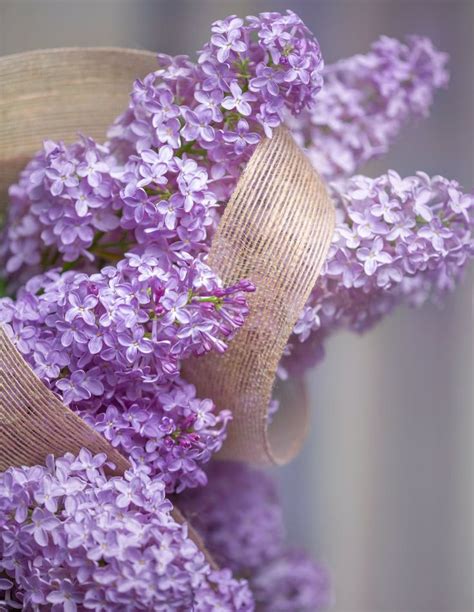 Lilacs | Lilac