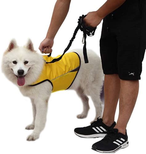 Top 10 Best Dog Anxiety Vests and When to Use Them