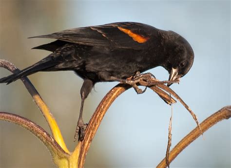 Red-winged Blackbirds Nesting Behavior