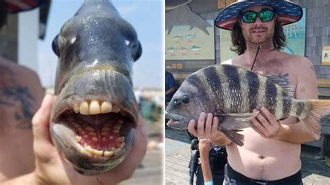 Unusual fish with human-like teeth caught off North Carolina coast – WSOC TV