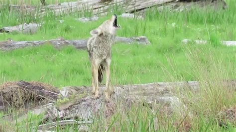 Coyote barking - YouTube