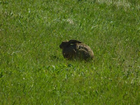 Free picture: wild rabbit, animal, outdoor, natural habitat, grass, nature, rodent, outdoor, field