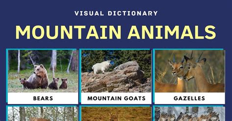 Mountain Animals | List of Animals that Live in the Mountain with Facts • 7ESL