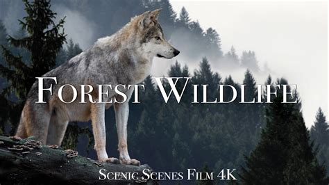 Forest Wildlife In 4K - Animals That Call The Forest Home | Scenic ...