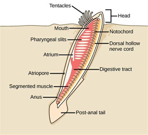 Notochord: Definition, Function and Structure | Biology Dictionary