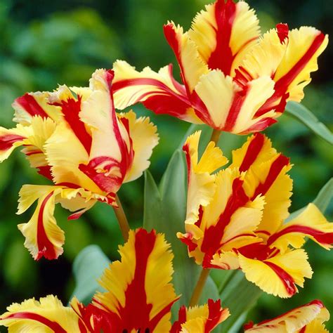 Bloomsz Parrot Tulip Flaming Parrot Flower Bulb (8-Pack)-07602 - The Home Depot