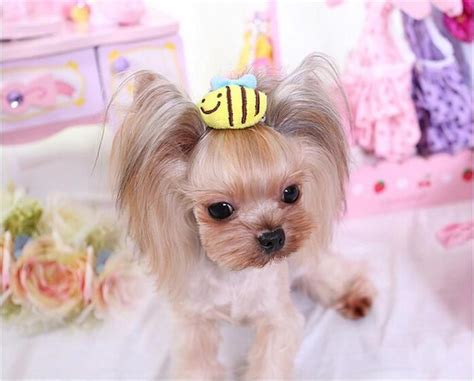 Yorkies are adorable when they have top knots. These 3D bows are the perfect dog hair ...