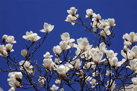 Magnolia Flower Meaning and Fascinating Secrets - Xu Farm
