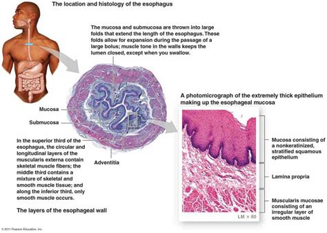 Esophagus Function And Structure | MedicineBTG.com