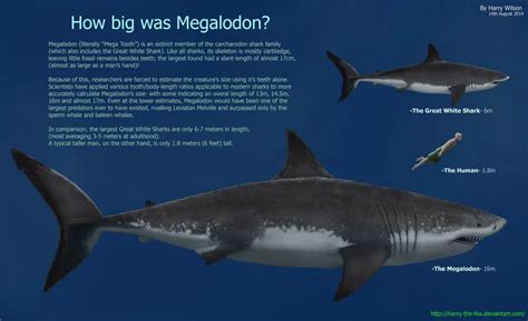 Megalodon Shark Vs Blue Whale