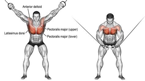 Cable fly: Muscle Worked, Alternate, Variations