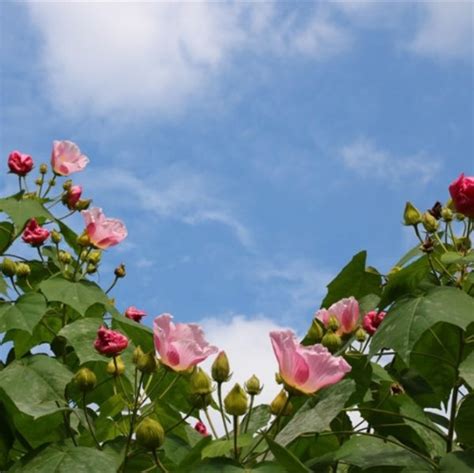 Hibiscus Mutabilis Seeds, 100pcs/pack – UrbanGardenSeed