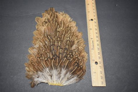 Lot 32, Whole Hen Back / Saddle Soft Hackle Feathers for Fly Tying - Ladyflytyer