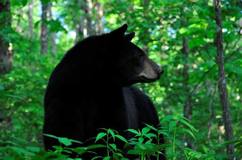 Black Bear Forest Photograph - Black Bear Forest Fine Art Print