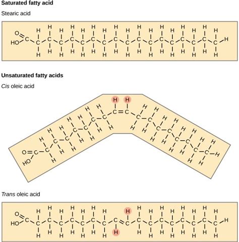 3.4: Lipids - Medicine LibreTexts