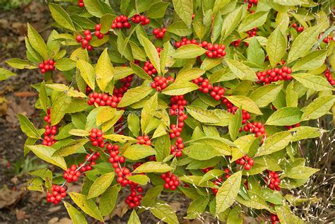 Ilex verticillata in winterberry red berries with foliage | Plant & Flower Stock Photography ...