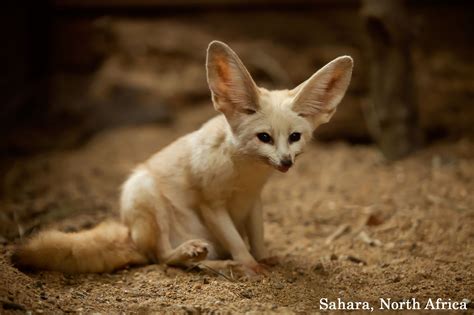 Sahara Desert Animals Information