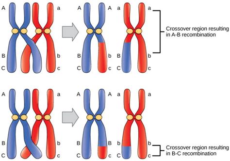 Hardy Weinberg Equation: AP® Biology Crash Course