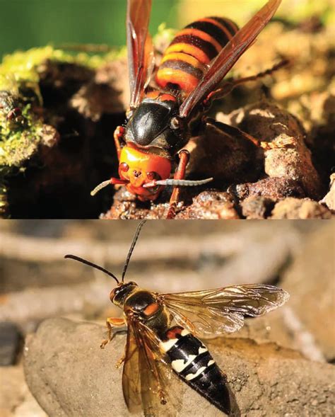 5 Cicada Killer Wasp Facts: They Keep Cicadas Alive while Eating Them ...