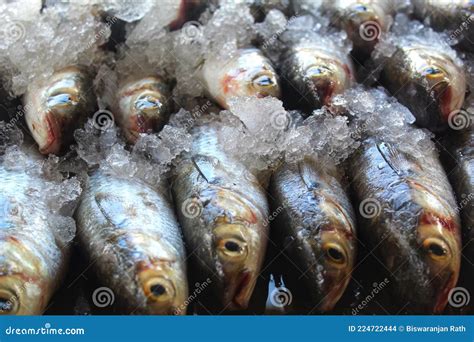 Big Mugil Cephalus Grey Mullet Fish Arranged in Ice for Sale in Indian Fish Market Stock Photo ...