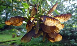 Sycamore Seeds | The sun had started to poke through the clo… | Flickr