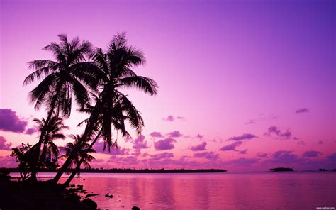 Tahitian sunset under the palm wallpaper-1920x1200 Download ...