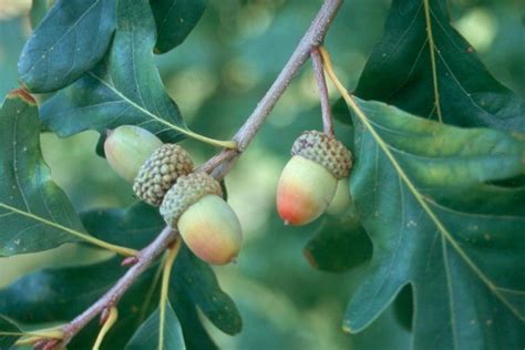 Quercus alba- White Oak - Long Island Natives