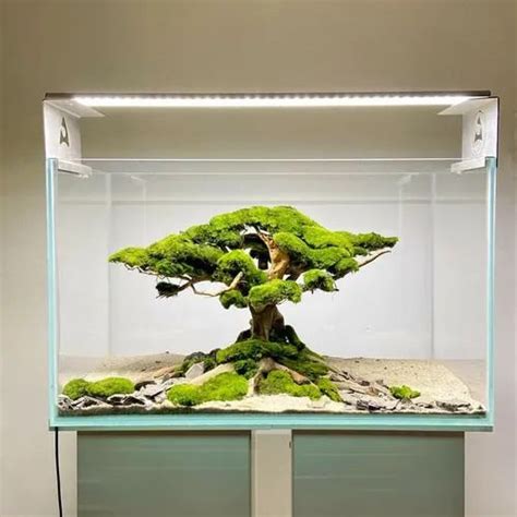 Transparent Glass Plants Fish Aquarium at Rs 40000/piece in Kolkata | ID: 25271586333