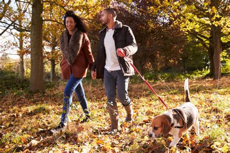 Couple Walking Dog Stock Photos, Pictures & Royalty-Free Images - iStock