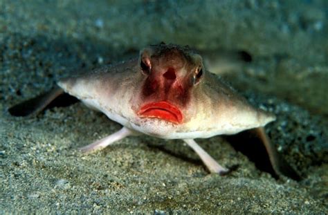 Red Lipped Batfish Life Cycle - Infoupdate.org