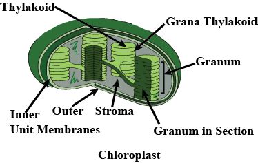 Chloroplast Drawing And Labeling