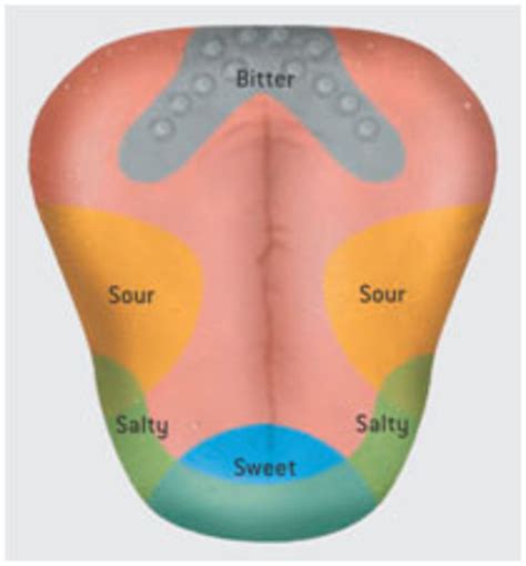 Ninth grade Lesson Don't Be Bitter: Exploring Factors that Impact the Sense of Taste!