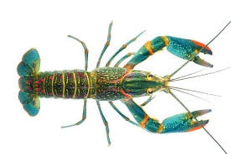 10 Facts about Crayfish | Fact File