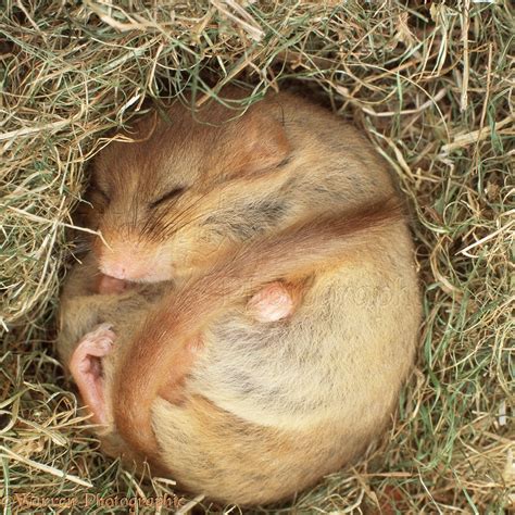 Dormouse hibernating photo WP16457