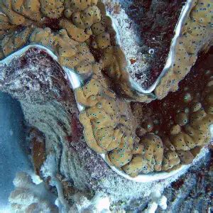 Giant clam - Facts, Diet, Habitat & Pictures on Animalia.bio