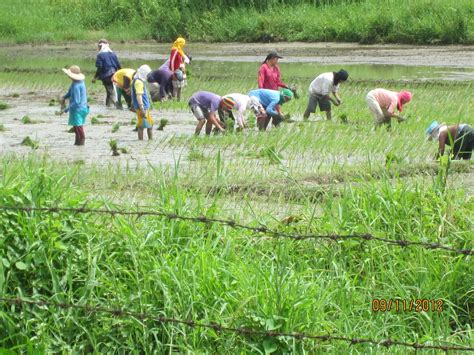 Our Philippine Mission: RICE - THE STAFF OF LIFE HERE IN THE PHILIPPINES