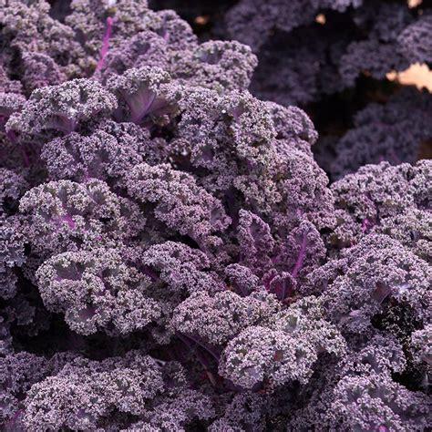 Curly kale ‘Redbor F1’ | De Bolster organic seeds