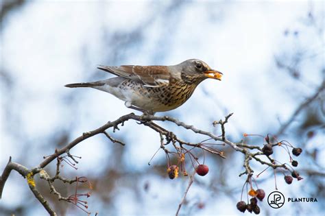 Fieldfare: call, food & migration - Plantura