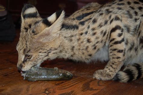 Kyprioth: Serval Diet