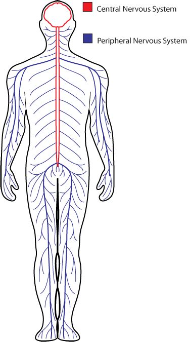 Nervous system, Image, Drawings