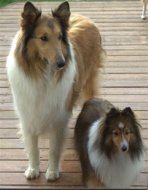 Are Sheltie And Collie The Same