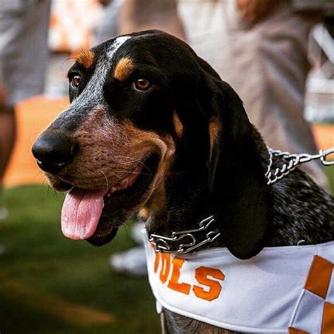 Bluetick Coonhound mascot Smokey | National puppy day, Bluetick coonhound, Coonhound