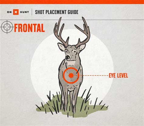 Where To Shoot a Deer: Ultimate Shot Placement Guide & Chart | onX Hunt