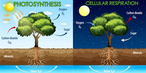 Diagram showing process of photosynthesis and cellular respiration ...