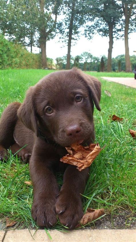 Best 25+ Chocolate lab puppies ideas on Pinterest | Lab puppies, Chocolate labrador funny and ...
