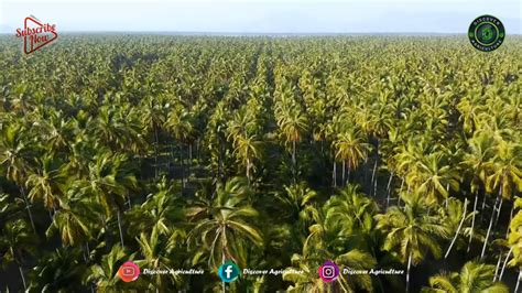 30 Best High Yielding Coconut Tree Varieties - Discover Agriculture