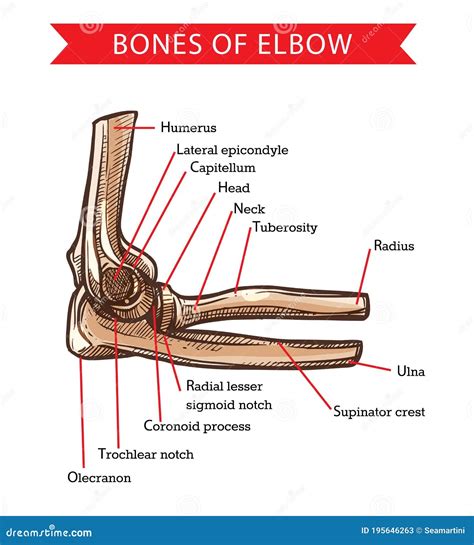 Human Anatomy Elbow Bones, Vector Sketch Stock Vector - Illustration of engraved, anatomical ...