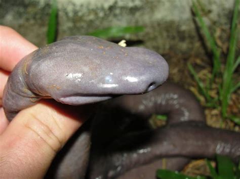 UNUSUAL ANIMAL FACTS: Atretochoana (Penis Snake) | BULB